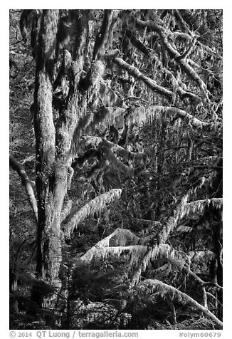 Moss-covered tree and light, Lake Quinault North Shore. Olympic National Park (black and white)
