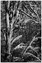 Moss-covered tree and light, Lake Quinault North Shore. Olympic National Park ( black and white)