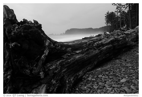 Driftwood tree at dusk, Rialto Beach. Olympic National Park (black and white)