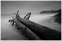 Driftwood and wave motion at dusk, Rialto Beach. Olympic National Park ( black and white)