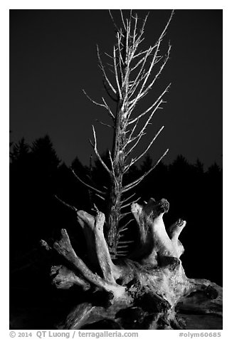 Driftwood and dead tree at night, Rialto Beach. Olympic National Park (black and white)
