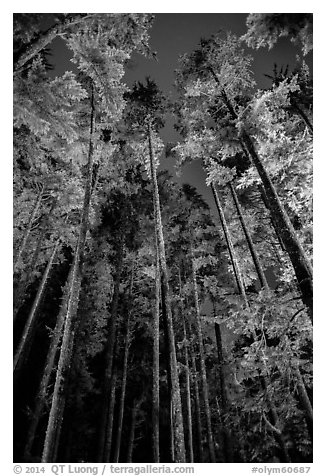 Tall coastal forest at night, Mora. Olympic National Park (black and white)