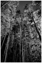 Tall coastal forest at night, Mora. Olympic National Park ( black and white)