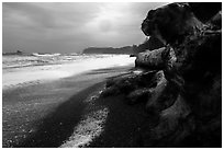 Driftwood and black pebble beach in stormy weather, Rialto Beach. Olympic National Park ( black and white)