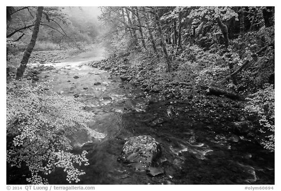 Confluence of North Fork and Sol Duc River in autumn. Olympic National Park (black and white)