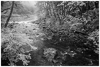 Confluence of North Fork and Sol Duc River in autumn. Olympic National Park ( black and white)