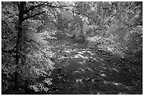 North Fork of Sol Duc River in autumn. Olympic National Park ( black and white)