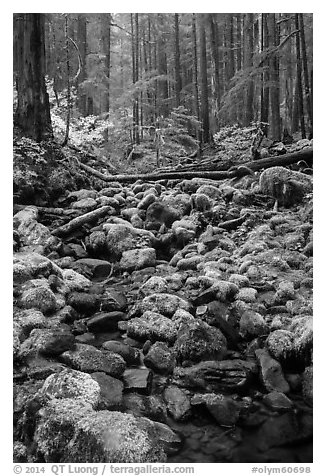 Stream, mossy boulders, and old growth forest, Sol Duc. Olympic National Park (black and white)