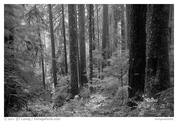 Douglas fir and hemlock forest, Sol Duc valley. Olympic National Park (black and white)