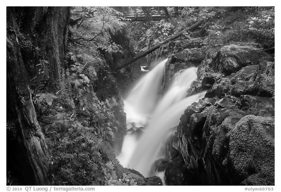 Soleduc Falls, gorge, and footbridge in autumn. Olympic National Park (black and white)