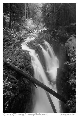 Soleduc Falls dropping into narrow gorge in autumn. Olympic National Park (black and white)