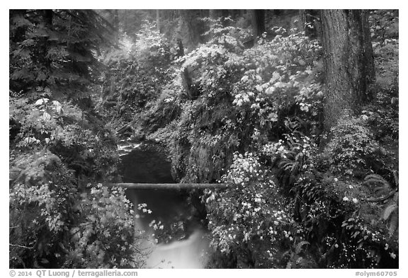 Narrow gorge of the Soleduc river in autumn. Olympic National Park (black and white)