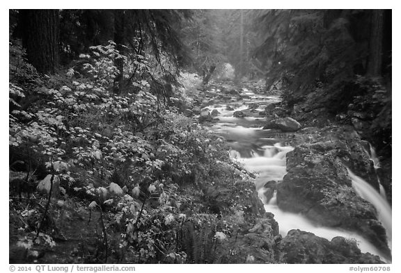 Sol Duc River in autumn. Olympic National Park (black and white)