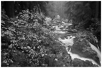 Sol Duc River in autumn. Olympic National Park ( black and white)