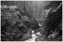 Gorge of Sol Duc River in autumn. Olympic National Park ( black and white)