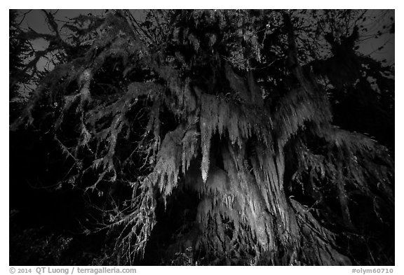 Draping club moss over big leaf maple at night, Hall of Mosses. Olympic National Park (black and white)