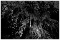 Draping club moss over big leaf maple at night, Hall of Mosses. Olympic National Park ( black and white)
