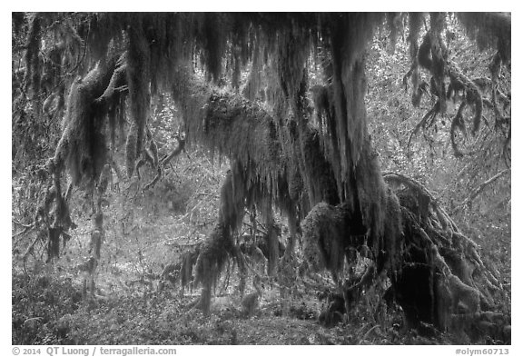Club moss draping big leaf maple tree, Hall of Mosses. Olympic National Park (black and white)