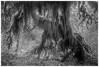 Club moss draping big leaf maple tree, Hall of Mosses. Olympic National Park ( black and white)