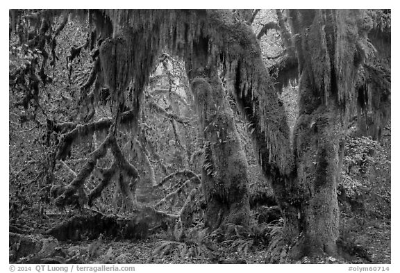 Hanging Oregon selaginella mosses over maple trees, Hall of Mosses. Olympic National Park (black and white)