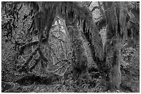 Hanging Oregon selaginella mosses over maple trees, Hall of Mosses. Olympic National Park ( black and white)