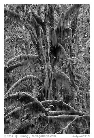 Moss-covered maples in autumn, Hall of Mosses. Olympic National Park (black and white)