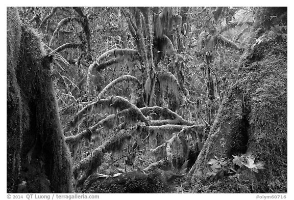 Moss-covered maple trees and fallen leaves in autumn, Hall of Mosses. Olympic National Park (black and white)