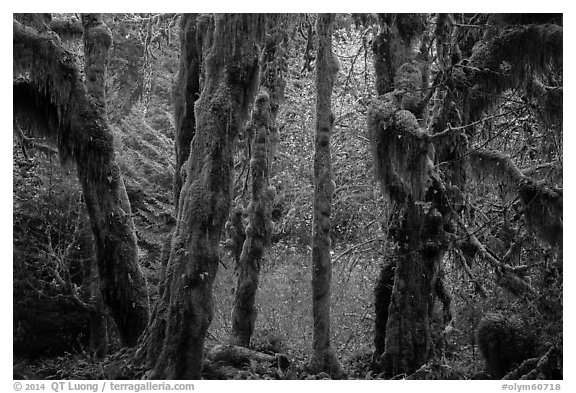 Hoh Rain Forest in autumn. Olympic National Park (black and white)