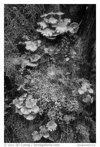 Close-up of mushrooms and mosses on tree trunk. Olympic National Park (black and white)