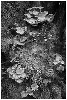 Close-up of mushrooms and mosses on tree trunk. Olympic National Park ( black and white)
