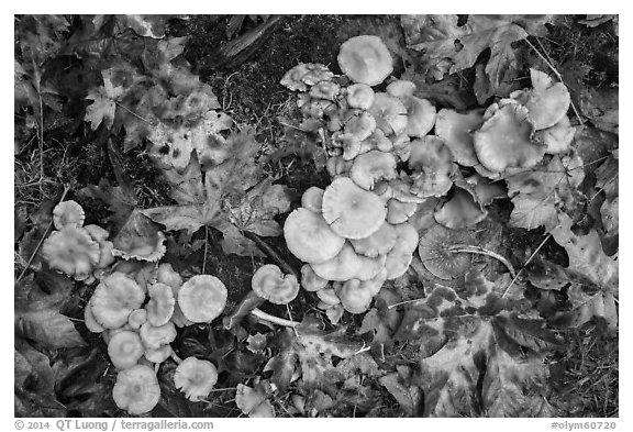Close-up of mushrooms, Hoh Rain Forest. Olympic National Park (black and white)