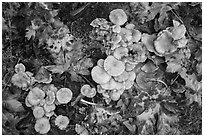 Close-up of mushrooms, Hoh Rain Forest. Olympic National Park ( black and white)
