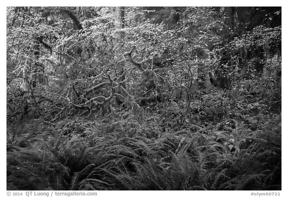 Ferns and maples in autumn, Hoh Rain forest. Olympic National Park (black and white)