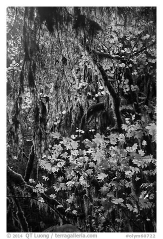 Hanging mosses and maple leaves, Hoh Rain forest. Olympic National Park (black and white)