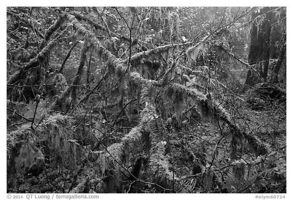 Moss-covered branches, Hoh Rain Forest. Olympic National Park (black and white)