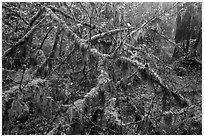 Moss-covered branches, Hoh Rain Forest. Olympic National Park ( black and white)