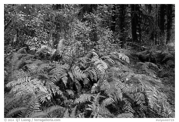 Ferns in autumn, Hoh Rain Forest. Olympic National Park (black and white)