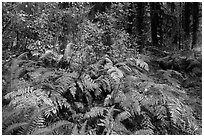 Ferns in autumn, Hoh Rain Forest. Olympic National Park ( black and white)