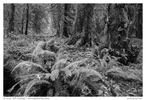 Autumn in Hoh Rain Forest. Olympic National Park (black and white)