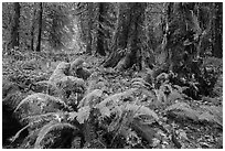 Autumn in Hoh Rain Forest. Olympic National Park ( black and white)
