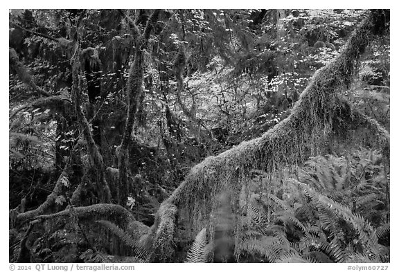 Branch with hanging mosses and autumn colors in Hoh Rainforest. Olympic National Park (black and white)