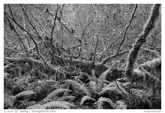 Ferns and thin branches, Hoh Rain Forest. Olympic National Park (black and white)