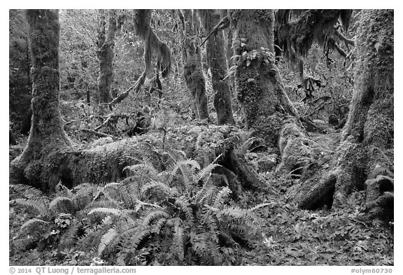 Ferns, nurse log, moss-covered maple trees, and fallen leaves, Hoh Rainforest. Olympic National Park (black and white)