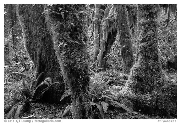 Ferns and maples covered by selaginella moss in autumn, Hall of Mosses. Olympic National Park (black and white)