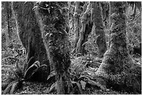 Ferns and maples covered by selaginella moss in autumn, Hall of Mosses. Olympic National Park ( black and white)