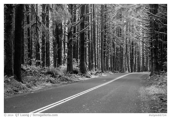 Road, Hoh Rain Forest. Olympic National Park (black and white)