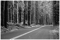 Road, Hoh Rain Forest. Olympic National Park ( black and white)