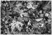Forest floor with fallen leaves and clover, Quinault. Olympic National Park ( black and white)