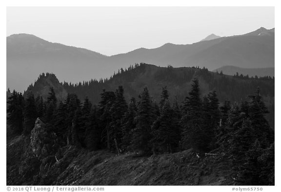 Forested ridge, Hurricane Hill. Olympic National Park (black and white)