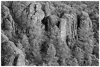Rhyolitic rocks amongst pine trees. Pinnacles National Park ( black and white)